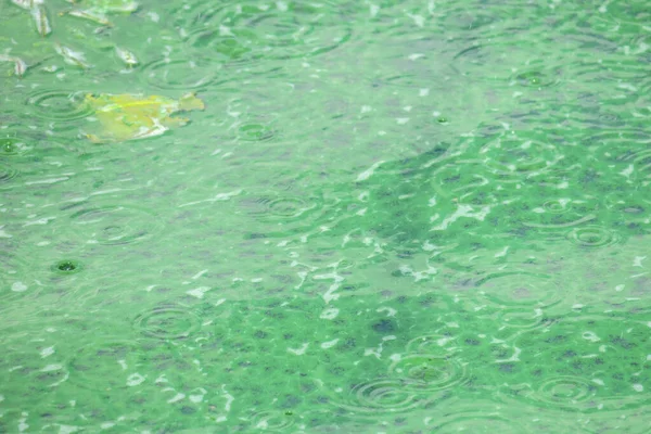 公园附近池塘中的水花和生态灾难 — 图库照片