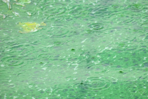 Bloeiend Water Een Vijver Bij Het Park Een Ecologische Catastrofe — Stockfoto