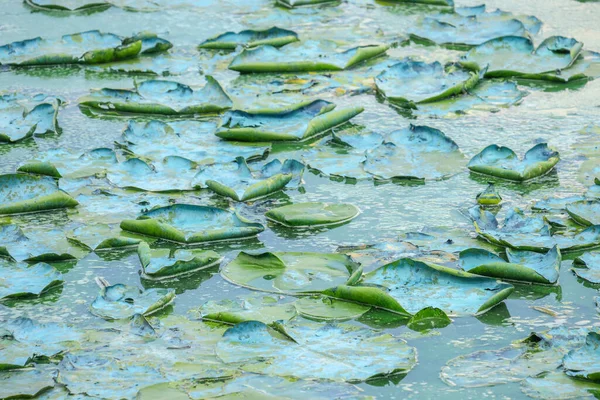 Flowering Water Pond Park Ecological Catastrophe — Stock Photo, Image