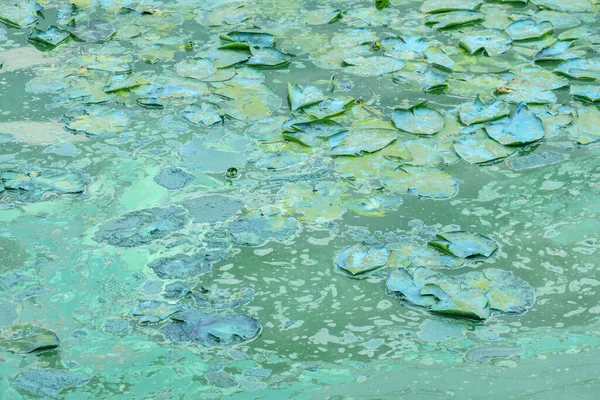 Agua Floreciente Estanque Cerca Del Parque Una Catástrofe Ecológica — Foto de Stock