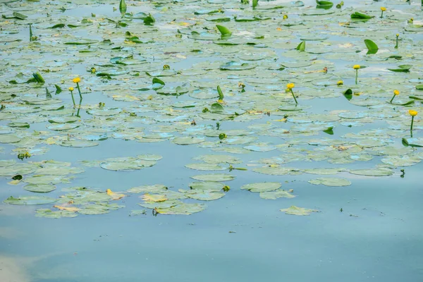 公园附近池塘中的水花和生态灾难 — 图库照片