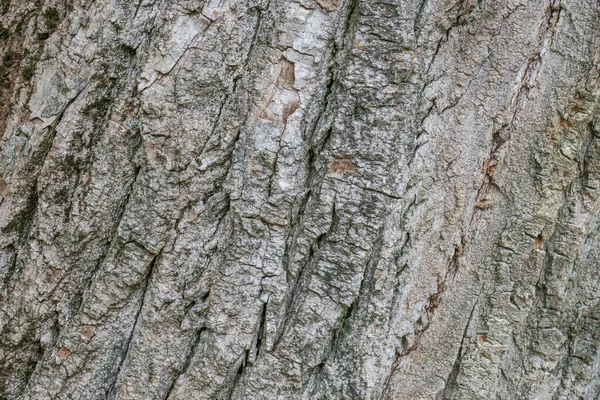 Текстура Коры Старого Дерева Парке — стоковое фото