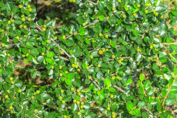 Arbusto Ornamental Verde Com Bagas Parque — Fotografia de Stock