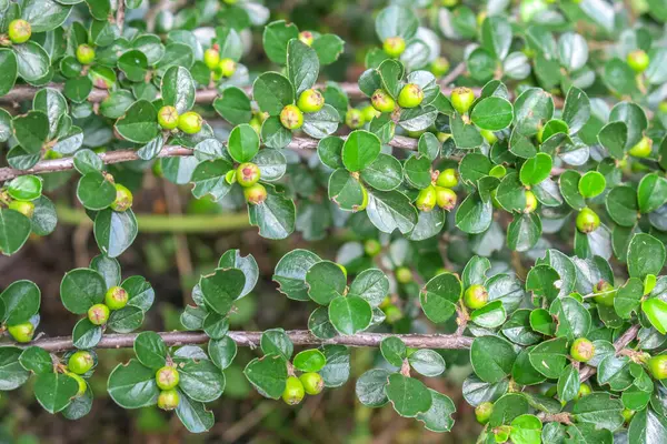 Groene Sierheester Met Bessen Het Park — Stockfoto