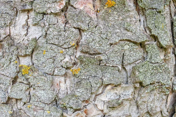 Parktaki Yaşlı Bir Ağacın Kabuk Dokusu — Stok fotoğraf