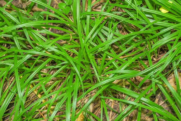 Tiros Grama Verde Floresta Chão — Fotografia de Stock