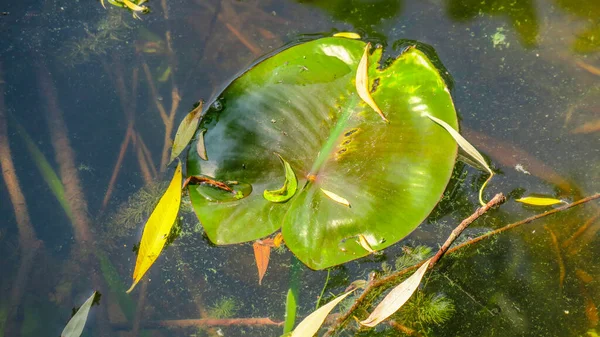 Daun Hijau Lily Air Kolam — Stok Foto