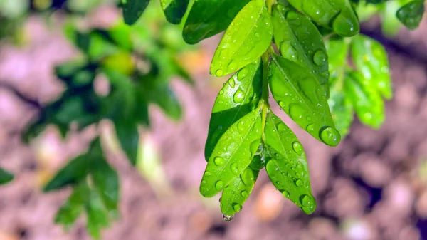 Vattendroppar Ett Grönt Löv Trädgården — Stockfoto