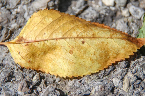 Vieilles Feuilles Sèches Jaunies Des Arbres — Photo