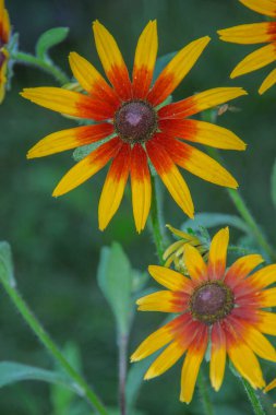 Bahçede çiy taneleri olan güzel sarı çiçek