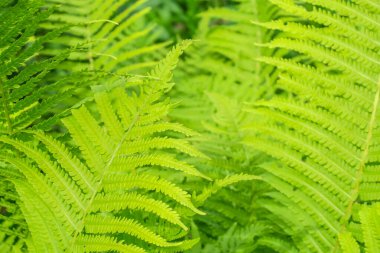 Bahçede güzel yeşil yapraklar