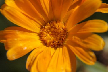 Bahçedeki güzel sarı çiçeğin yakın çekimi.