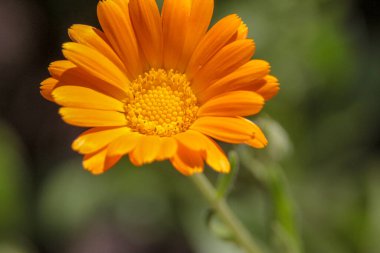 Bahçedeki güzel sarı çiçeğin yakın çekimi.