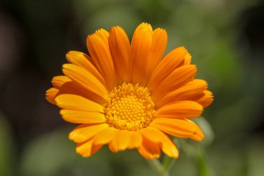 Bahçedeki güzel sarı çiçeğin yakın çekimi.