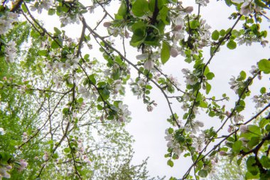 Bahçedeki beyaz pembe elma ağacı