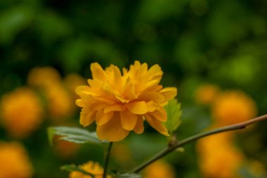 Bahçedeki çalılıklarda güzel sarı çiçekler