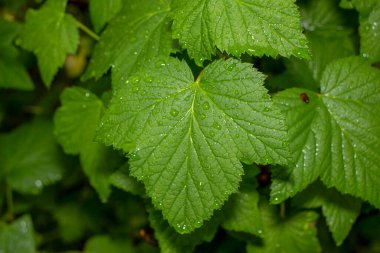 Baharda bahçede güzel yeşil bitkiler