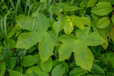 Baharda bahçede güzel yeşil bitkiler