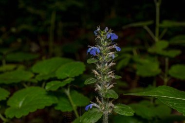 Yağmurdan sonra ormanda çiçek açar.