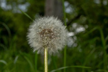 Tarlada beyaz karahindiba rengi