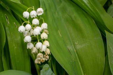 Yağmurdan sonra ormanda çiçek açar.