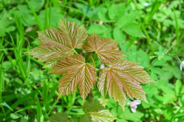 Yeşil akçaağaç yaprakları parkta