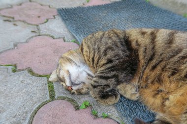 European pussy sleeps on the pavement