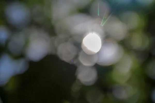 Desenfoque Luz Del Sol Las Hojas Verdes —  Fotos de Stock