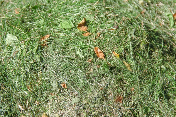 Mucchio Erba Verde Secca Giardino — Foto Stock