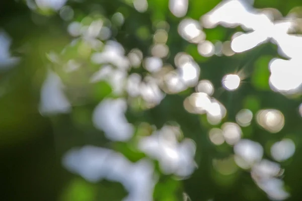 Desenfoque Luz Del Sol Las Hojas Verdes — Foto de Stock