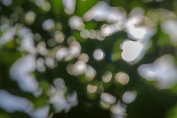 Desenfoque Luz Del Sol Las Hojas Verdes —  Fotos de Stock