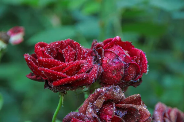 Czerwone Róże Rosą Ogrodzie — Zdjęcie stockowe