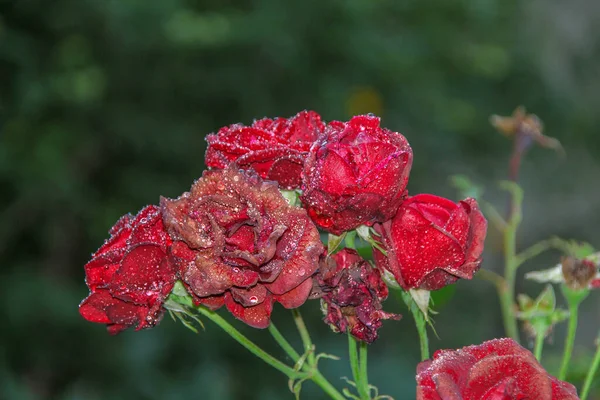 花园里有露水的红玫瑰 — 图库照片