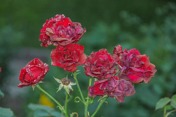 Rosas Vermelhas Com Orvalho Jardim — Fotografia de Stock