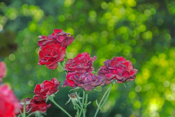 Rosas Vermelhas Com Orvalho Jardim — Fotografia de Stock