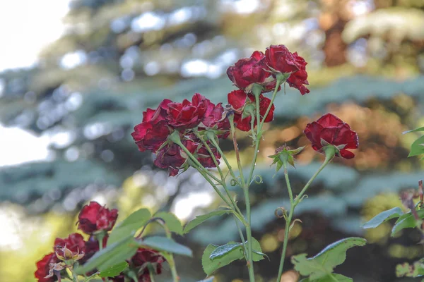 Rudé Růže Rosou Zahradě — Stock fotografie