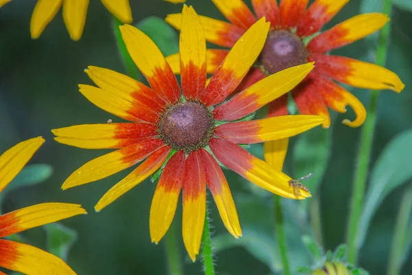 Hermosa Flor Amarilla Con Rocío Jardín — Foto de Stock