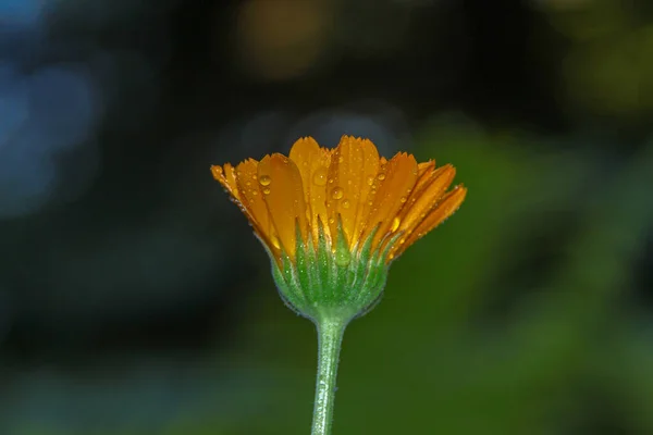 Hermosa Flor Amarilla Con Rocío Jardín — Foto de Stock