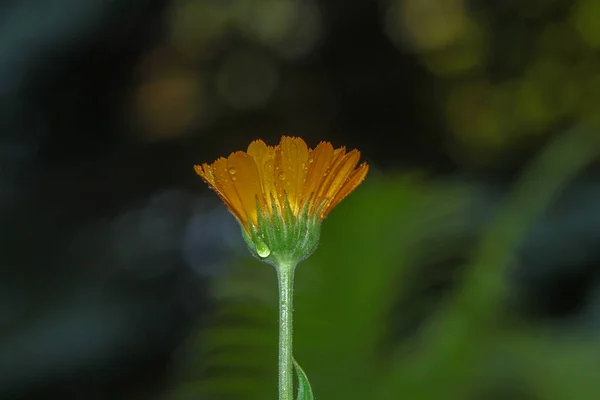 Hermosa Flor Amarilla Con Rocío Jardín —  Fotos de Stock