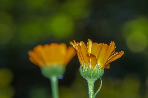 庭の露と美しい黄色の花 — ストック写真