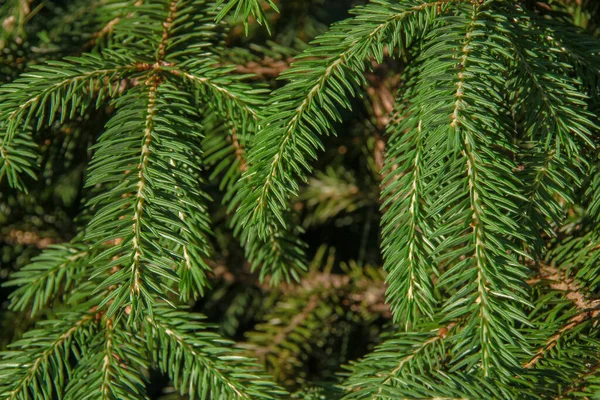 Egy Karácsonyfa Zöld Ágai Kertben — Stock Fotó