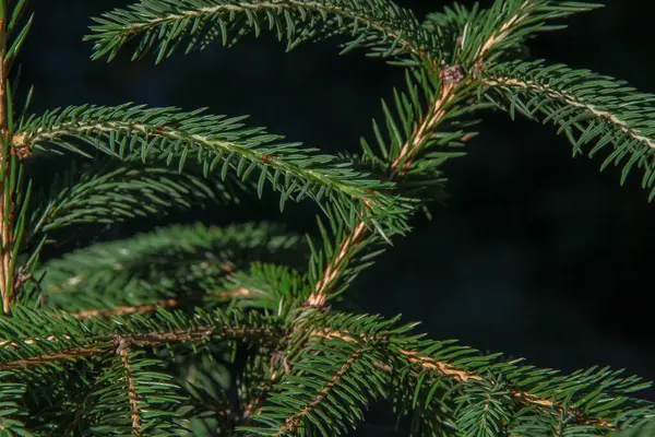 Grüne Zweige Eines Weihnachtsbaums Garten — Stockfoto