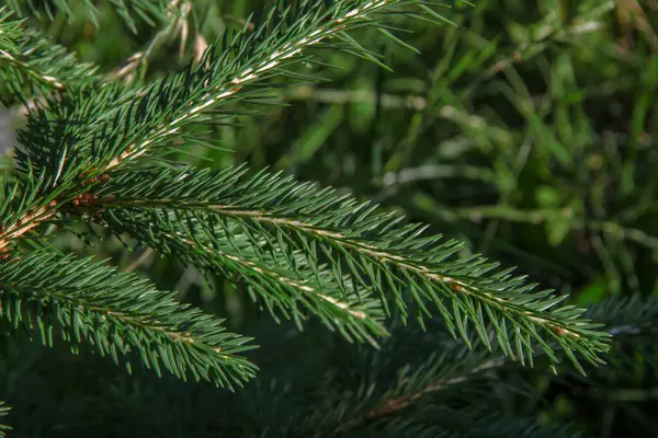 庭のクリスマスツリーの緑の枝 — ストック写真