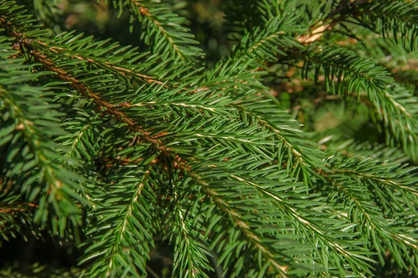 Bahçedeki Bir Noel Ağacının Yeşil Dalları — Stok fotoğraf