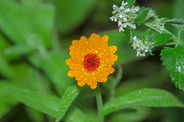 Schöne Gelbe Blume Mit Tau Garten — Stockfoto