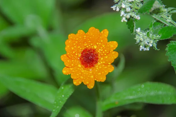 庭の露と美しい黄色の花 — ストック写真