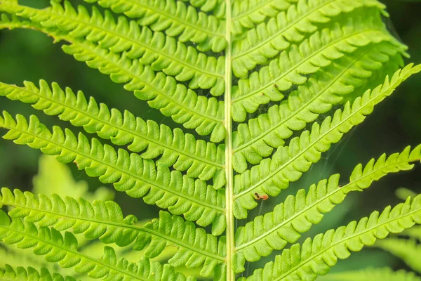 Vackra Gröna Blad Trädgården — Stockfoto