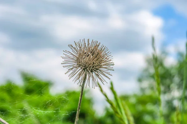 Suchy Kwiat Łopianu Polu Tle Zielonej Trawy — Zdjęcie stockowe