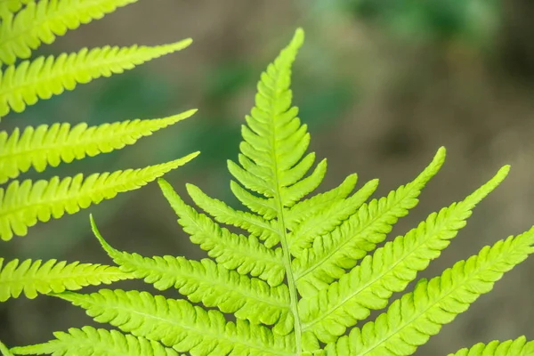 Mooie Groene Bladeren Tuin — Stockfoto