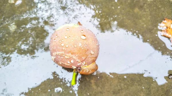 Μικρό Κακό Μήλο Στην Πέτρα Μετά Βροχή — Φωτογραφία Αρχείου
